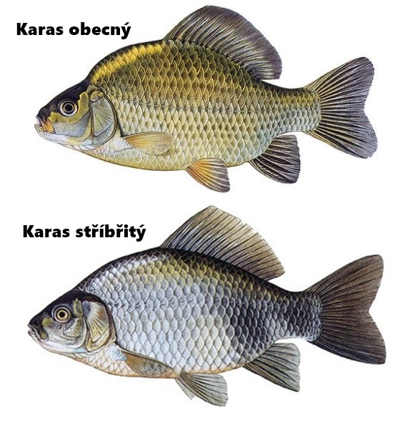 Čím se živí ryba karas?
